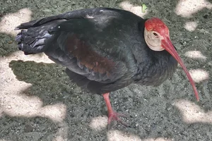 Kaapse Ibis