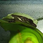 Hourglass Treefrog