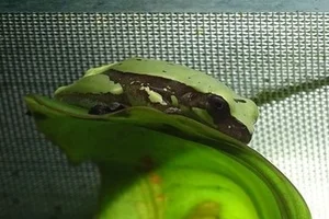 Hourglass Treefrog
