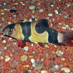 clown loach