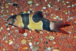 Clownbotia