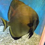 Longfin Batfish