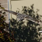 Great Horned Owl