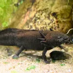 Axolotl