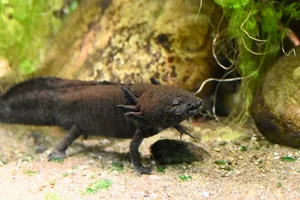 Axolotl