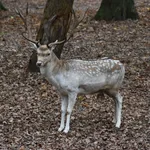 Common Fallow Deer