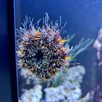 collector urchin