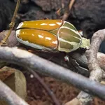 Giant African Fruit Beetle