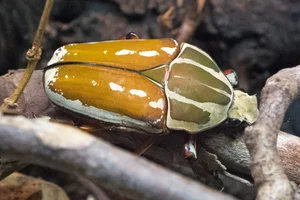 Giant African Fruit Beetle