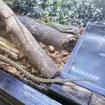 Japanese Ratsnake