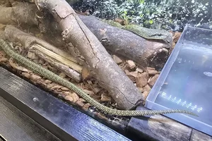 Japanese Rat Snake