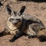 Bat-eared Fox