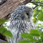 Western Ural Owl