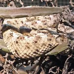 Mohave Desert Sidewinder