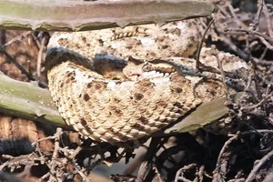 Mohave Desert Sidewinder