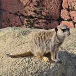 Meerkat