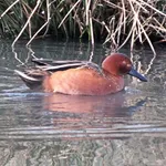 Cinnamon Teal