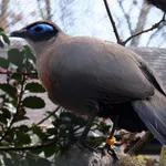 Giant Coua