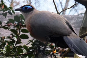 Grote Coua