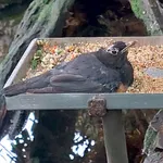Black-breasted Thrush