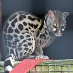 Pardine Genet
