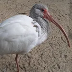 American White Ibis