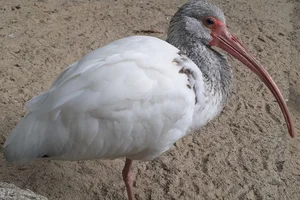 Witte ibis