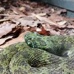 Mangshan Pit Viper
