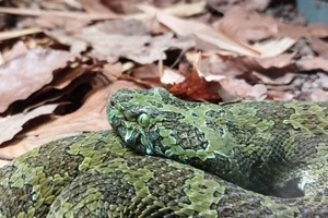 Mangshan Pit Viper
