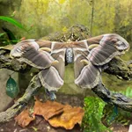 Atlasspinner