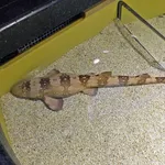 Whitespotted Bambooshark