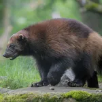 Wolverine
