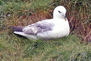 Noordse stormvogel