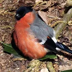 Bullfinch