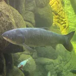 Grass Carp