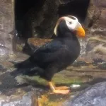 Tufted Puffin