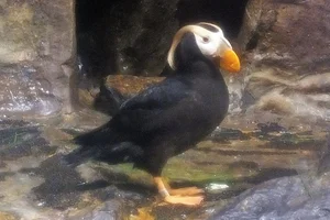 kuifpapegaaiduiker