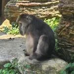 Tibetan Macaque