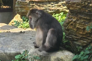 Tibetaanse Makaak