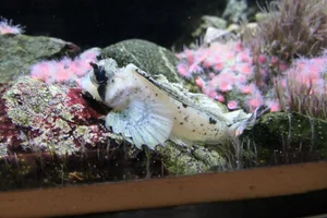 Sailfin Sculpin