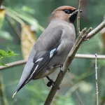 Bohemian Waxwing