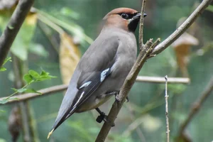 Pestvogel