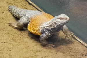 Uromastyx loricata