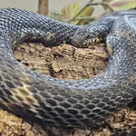 Amur Rat Snake