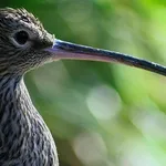Curlew