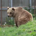 Brown Bear