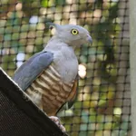 Pacific Baza