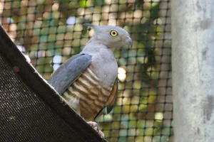 Australische Koekoekswouw