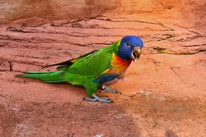 Regenbooglori