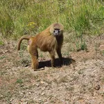 Guinea Baboon